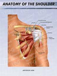 The shoulder anatomy includes the anterior, lateral & posterior deltoids, plus the rotator cuff. Anatomy Of The Left Shoulder Order