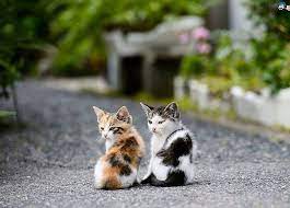 Or have you found a stray cat or kitten who is hiding from you right now? Friends Show Their Love In Times Of Trouble Not In Happiness Cat Cats Kitty Kittens Cutest Cats Cute Cats