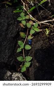 Image result for Psychotria cinerea
