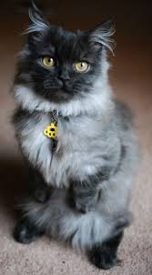 Beautiful Smokey Grey Munchkin Cat Munchkin Cat Cats Dwarf Cat