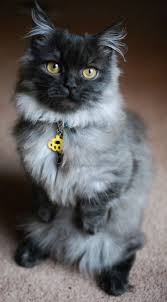 The siamese cat is one of the first distinctly recognized breeds of asian cat. Beautiful Smokey Grey Munchkin Cat Munchkin Cat Cats Munchkin Kitten