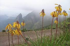 Image result for Moraea schimperi