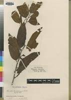 Image result for Staudtia