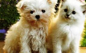 Download Gorgerous Cat And Dog Wallpaper Ipad Pro High Quality Hd Wallpaper In 2k 4k 5k 8k 10k Resolution For Y Animal Wallpaper Dog Cat Pictures Dog Wallpaper