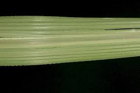 Image result for Cenchrus macrourus