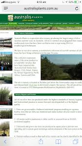 Olive Tree Supplier Olive Tree Propagation Plants