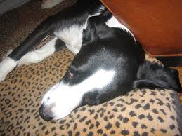 Finding a tick on your dog can leave you feeling disgusted and worried. How To Remove A Tick From A Dog With Pictures Instructables