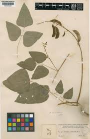 Image result for Phaseolus lunatus