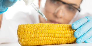 Los OGM autorizados en el país como materia prima para la producción de alimentos para el consumo humano son: maíz, soja, alg
