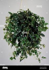 Image result for Rhoicissus rhomboidea