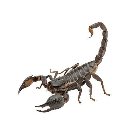 Scorpion Identification: Facts, Information, & Pictures