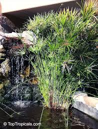 Image result for Cyperus sp.no.5