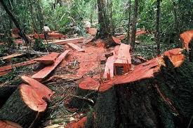 Qué podemos hacer para evitar este problema? Asi Es Como Afecta La Tala Indiscriminada De Arboles Al Medio Ambiente Y Quiza No Lo Sabias