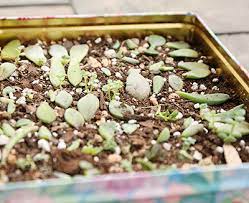 Maybe you would like to learn more about one of these? How To Propagate Succulents Leaf Me Alone Plant Club