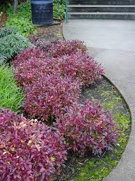 The Colourful Leaves Of The Leucothoe Plant Tuin Planten Moderne Tuin