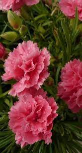 Flowers Carnations Mother S Day Mother S Day Gifts Potted Plants Meaningful Flower Carnation Growing C Carnation Flower Carnations Beautiful Pink Flowers