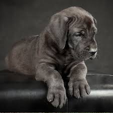 Check spelling or type a new query. 1 Great Dane Puppies For Sale In Chicago Il Uptown