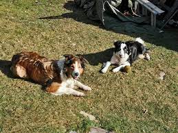 A Genetics Puzzle Coat Color In Border Collies Storytelling