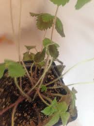 Right before the leaves fall off the plant, they will turn yellow. Why Are My Indoor Strawberry S Leaves Turning Brown Gardening Landscaping Stack Exchange