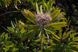 Image result for Protea gaguedi