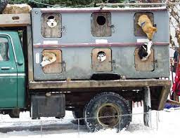 It Is Almost Upon Us Again - The Famous Iditarod Dog Sled Race Dog Sledding Iditarod Musher