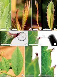 Image result for Tricalysia sp. E