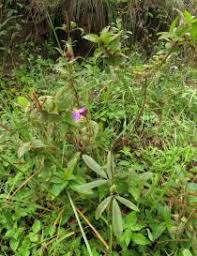 Image result for Antherotoma senegambiensis