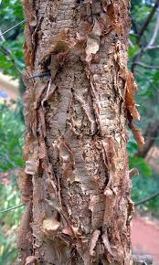 Image result for Acacia abyssinica