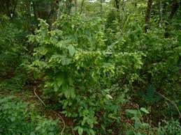 Image result for Flemingia