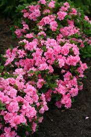 Another selling point is that it reblooms. Bloom A Thon Pink Double Reblooming Azalea Rhododendron X Pflanzen Blumen Und Garten