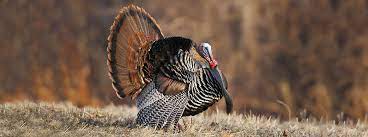 How Long Do Birds Live American Bird Conservancy