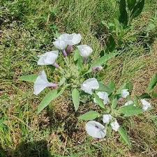 Image result for Astripomoea