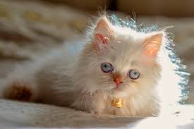 Here i list some of my favorite white cat breeds with pictures that look amazing and can serve as an ideal pet. Image Kitty Cat Cats Himalayan Cat White Fluffy Animals