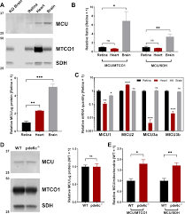 The chloroplasts turns sun's energy into a plant cell's food. Increasing Ca 2 In Photoreceptor Mitochondria Alters Metabolites Accelerates Photoresponse Recovery And Reveals Adaptations To Mitochondrial Stress Cell Death Differentiation