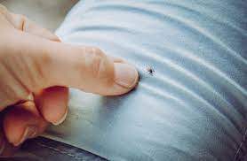 Stay On Top Of Tick Bites And Lyme Disease Prevention This Summer Amnewyork