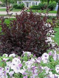 We think that these colorful ninebarks are just great in any garden, especially if you are busy. Spring Cutting Garden