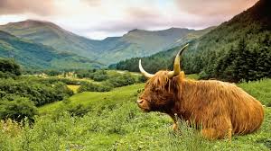 Der highland wildlife park nahe kincraig lockte mit einheimischen tieren allein nicht genügend besucher an. Schottland Highlands Schottland Highlands Foto Bild Landschaft Berge The Wild Landscapes Of Scotland S Highlands And Islands Offer The Ultimate Escape A One Of The Last Corners