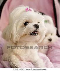 /// loving maltese puppy/// pic hide this posting restore restore this posting. Maltese Puppies Stock Image K14974013 Fotosearch