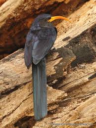 Image result for Astropanax abyssinicus