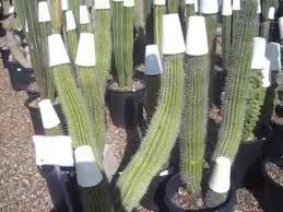Organ pipe cactus national monument. Organ Pipe Cactus Youtube