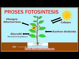 Mengukur & menggunakan nombor 4. Sains Tahun 4 Fotosintesis Bahagian 1 Youtube
