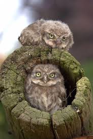 Buho Bebes Baby Owls Owl Beautiful Birds