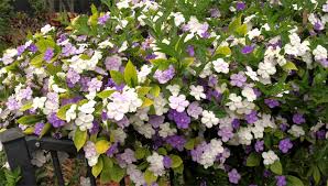 Image result for Brunfelsia australis