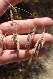 Image result for Bromus
