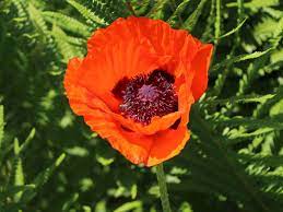 Ebenso können sie fragen, wann blüht mohn nach aussaat? Orientalischer Mohn Brillant Expertenwissen Zu Dieser Staude