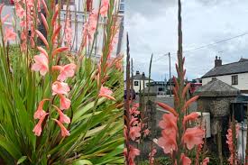 Image result for Watsonia borbonica