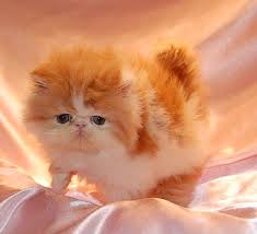 He is high maintenance and he has some health issues, but for many his looks and personality overcome those drawbacks. Persian Breeder Near Me Online