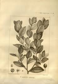 Image result for Elaeodendron