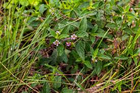 Image result for Lantana rugosa