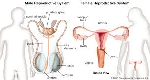 Human Reproductive System Definition Diagram Facts